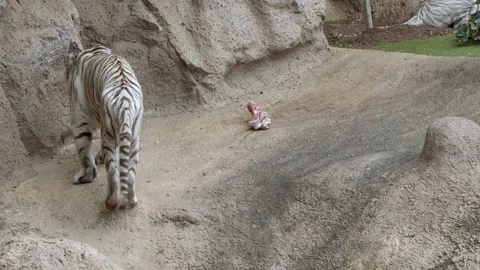 A white tiger walking down the runway. Video stock 146048135