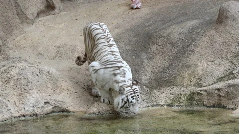 A white tiger walking down the runway. Stock Footage 146049283