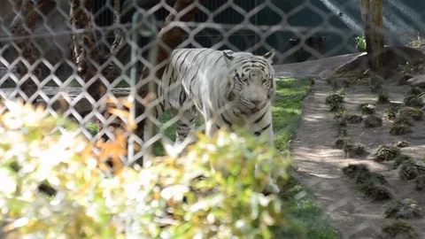 White tiger walking in an exhibit Stock Footage 105803147