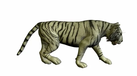 White tiger walking Stock Footage 942156