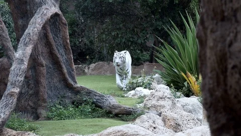 White tiger walking in front of camera Stock Footage 90774784