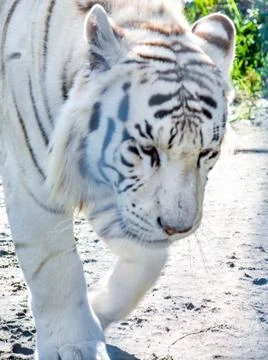 White tiger is walking on the ground . Stock Photos