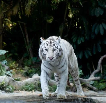 White tiger walking Foto stock