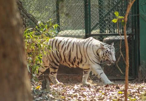 White tiger walking Stock Photos