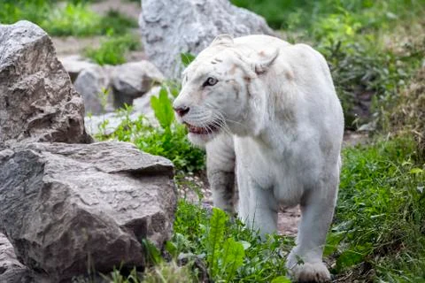 White tiger walking Stock Photos