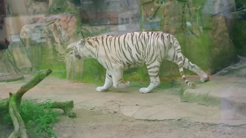White tiger walking in zoo enclosure behind glass wall. Predator roaming in Stock Footage 337529643