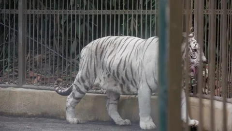 A white tiger walks around in his cage. Tracking slow motion shot. Stock Footage 273463545