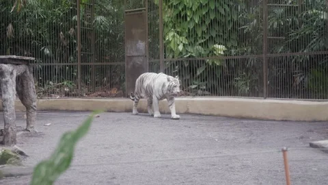 A white tiger walks around in his cage. Tracking slow motion shot. Video stock 273535110