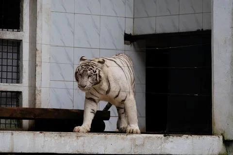 A white tiger walks on a ledge in front of a window Stock Photos