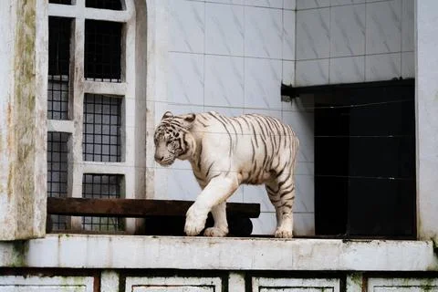 A white tiger walks on a ledge in front of a window Stock Photos