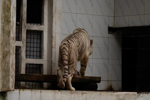 A white tiger walks on a ledge in front of a window Foto stock