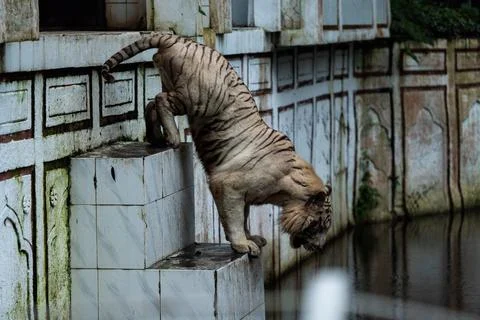 A white tiger walks on a ledge in front of a window Stock Photos