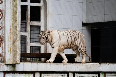 A white tiger walks on a ledge in front of a window Stock Photos