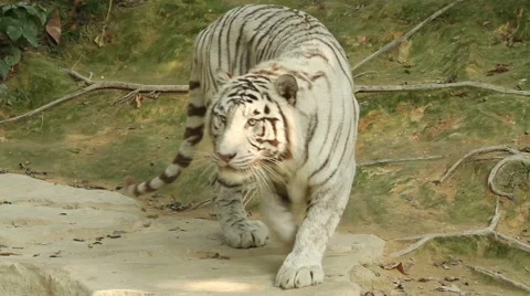 White Tiger watching intently Stock Footage 64728975