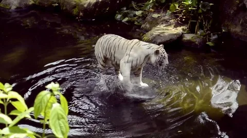 WHITE TIGER IN WATER Stock Footage 106245924