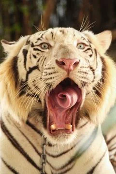 White tiger yawn Stock Photos