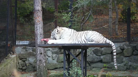 White tiger in the zoo Stock Footage 55102280
