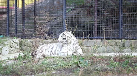 White tiger in the zoo Stock Footage 55102452