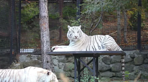White tiger in the zoo Stock Footage 55102589