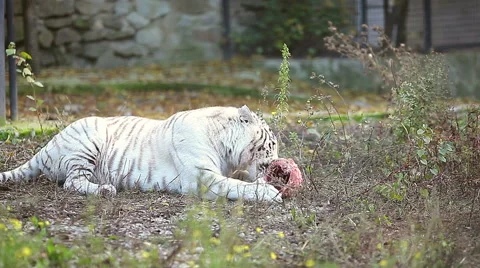 White tiger in the zoo Stockbeeldmateriaal 55102964