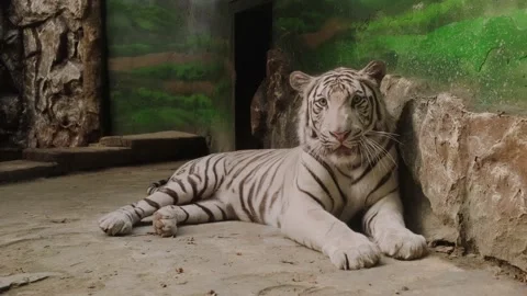 White tiger in the zoo Video stock 160344128