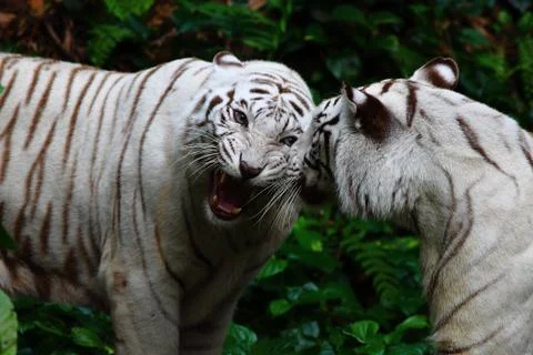 White tigers fighting Stock Photos