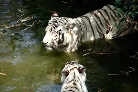 White tigers Foto stock