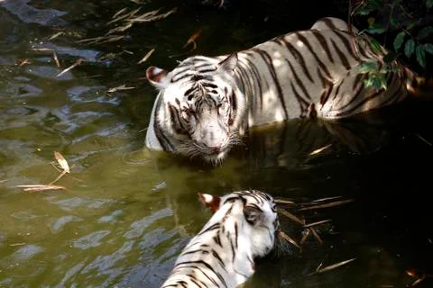 White tigers Foto stock