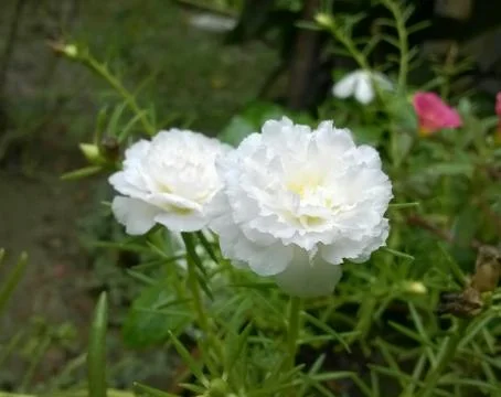 White time flower Stock Photos