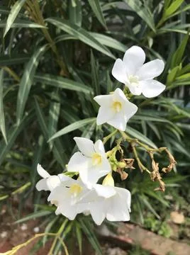 White tiny flower Stock Photos