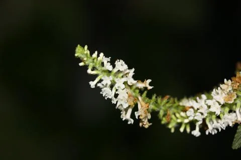 White tiny flower of plant macro shot on black Stock Photos