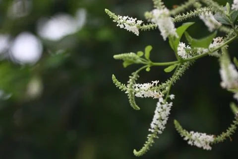 White tiny flower of plant Stock Photos