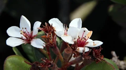 White tiny flowers and and sun beam reflections Stock Footage 321000566