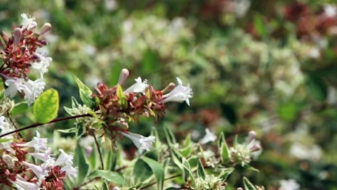 White tiny flowers on the branches Stock Footage 321006855