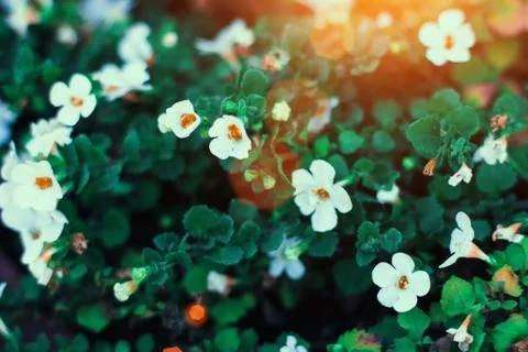 White tiny flowers in closeup on green background. Close up of minimalist flo Fotos de archivo