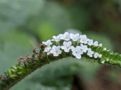 White tiny flowers macro shot Stock Photos