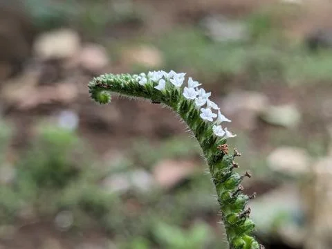 White tiny flowers macro shot Stock Photos