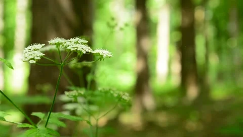 White tiny flowers swaying in the wind in the forest Stock Footage 132441192