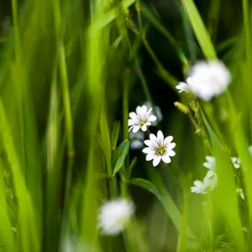White tiny meadow blossoms Foto stock