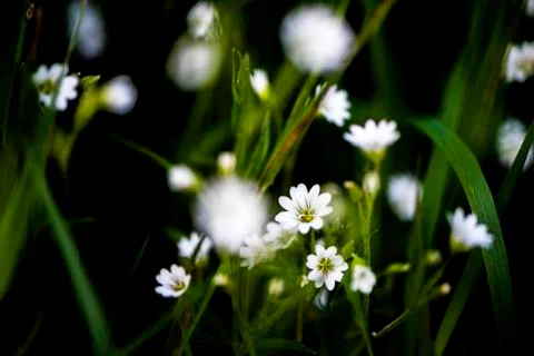 White tiny meadow blossoms Stock Photos