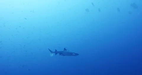 White Tip and Grey Reef Sharks swimming at Castle Rock dive site in Komodo Stock Footage 88474146