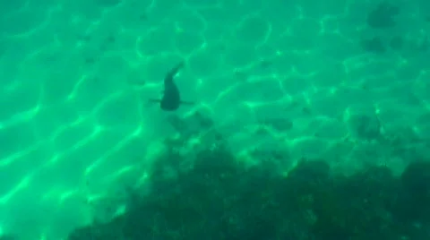 White tip curious Stock Footage 332630