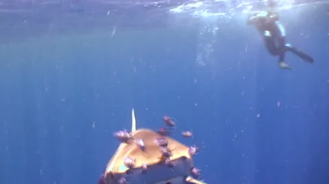 White tip gray Shark attacks strikes female videographer and his camera! 库存影片 53021313