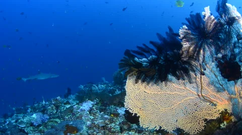 White Tip Reef Shark and Seafan 2 Video stock 64380621