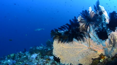 White Tip Reef Shark and Seafan Stock Footage 64381092