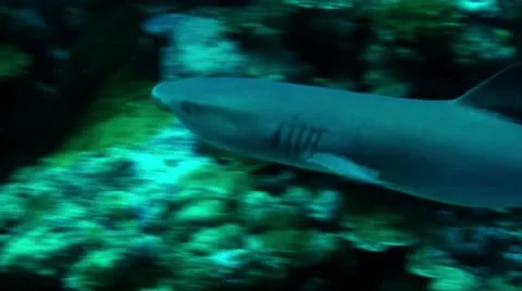 White tip reef shark-Apple ProRes 422 (HQ) Stock Footage 14139067