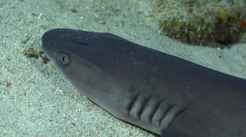 White tip reef shark breathe on the seabed - Red Sea Stock Footage 61124896