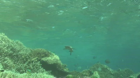 White Tip Reef Shark  Video stock 263729