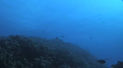 White Tip Reef Shark  Stock Footage 263801