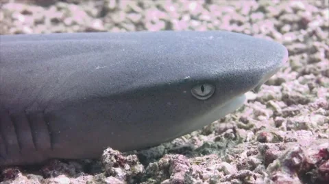 White tip reef shark Stock Footage 43045230